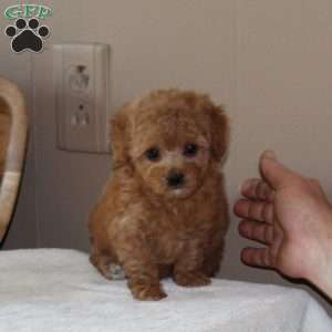 Royal Ann, Toy Poodle Puppy